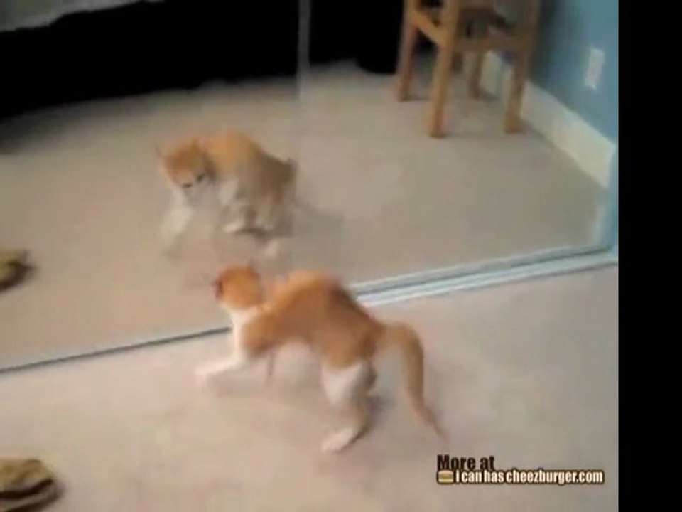 Il gattino fa gli agguati a se stesso