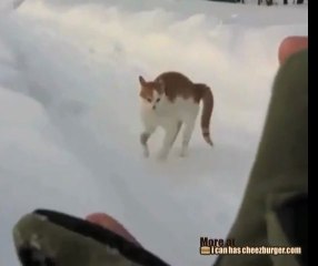 L'abominevole micio delle nevi