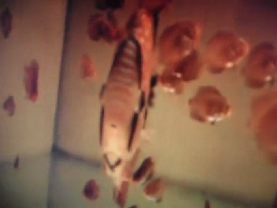 RED CURİPERA VE YAVRULAR