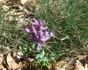 La Savoyarde de La Thuile - Bauges
