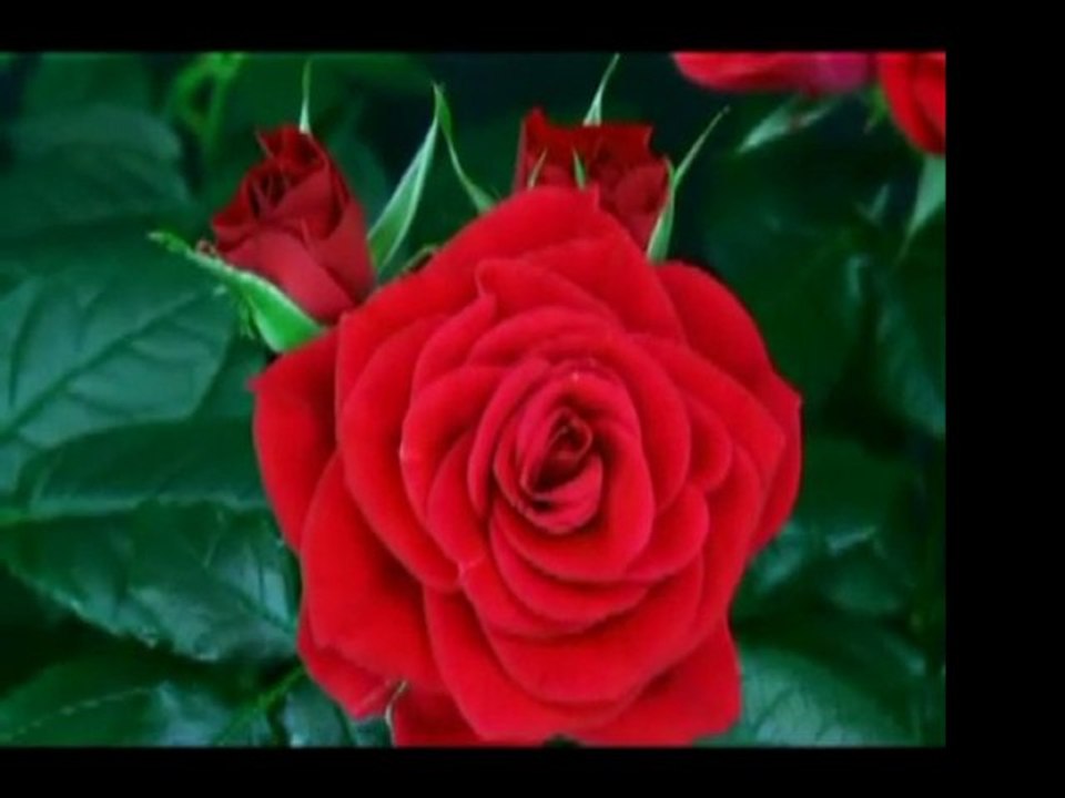 sevgili peygamberim-17