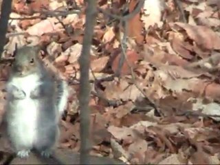 Les animaux du Mont Saint-Bruno