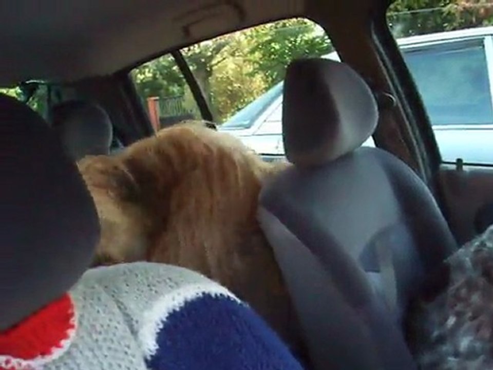 Cyyrus et Dingle en Clio le 05 avril 2011