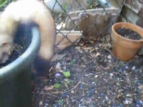 Bibop (furet à adopter - chez furet et compagnie