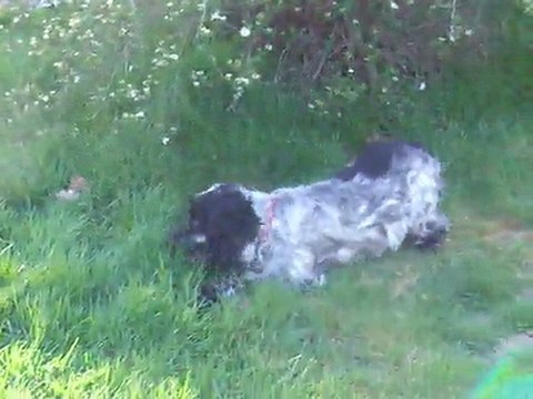 Dingle et Cyrrus dans le jardin le 05 avril 2011