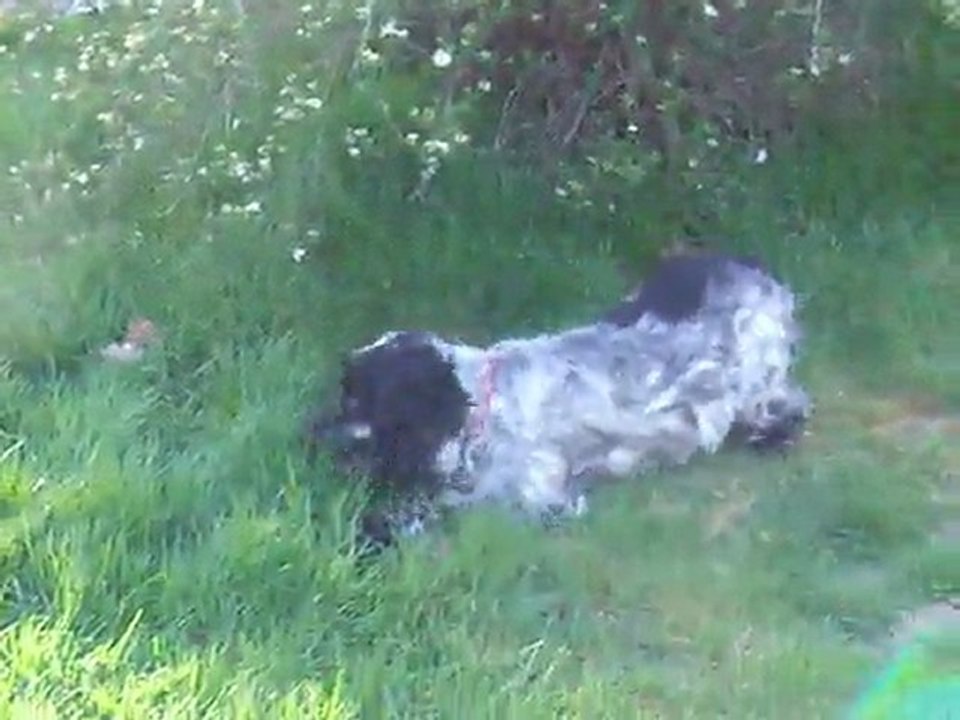 Dingle et Cyrrus dans le jardin le 05 avril 2011