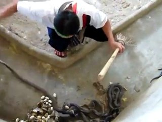 eleveur de cobra fais son menage