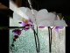 Richard Clayderman...Flowers Flowers Flowers