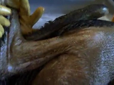 Saving Pelican 895 Trailer