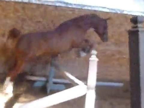 Saut en liberté Cybelle psar en avril 2011