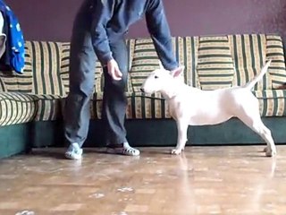 Bullterrier puppy show training