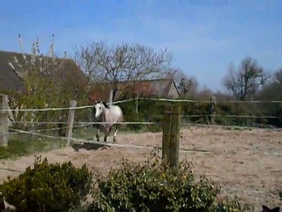 Taylor du lasnier / 6.04.11 / Laurier de here x Hurlevent Pironière