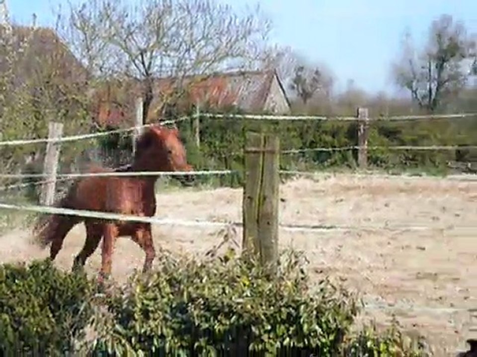 Tequila du riou / 6.04.11 / Drakar des hutins x Saphir d'elle