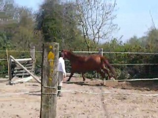 Tequila du riou / 6.04.11 / Drakar des hutins x Saphir d'elle (3)