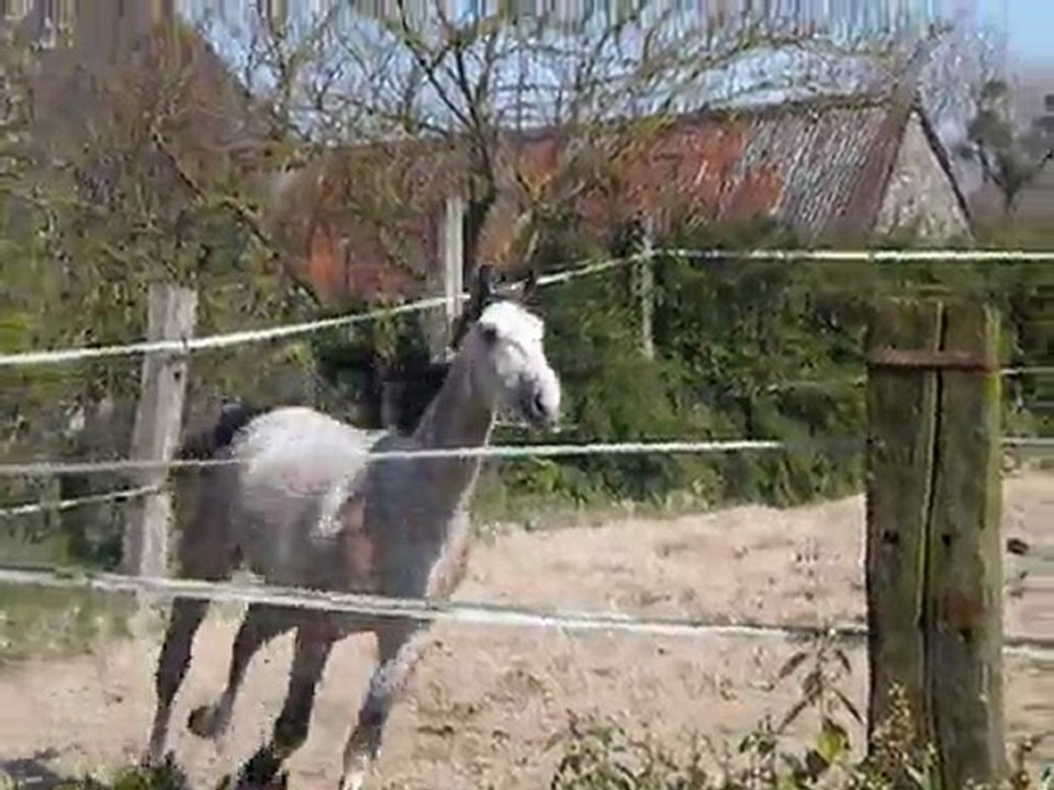 Taylor du lasnier / 6.04.11 / Laurier de here x Hurlevent Pironière (3)