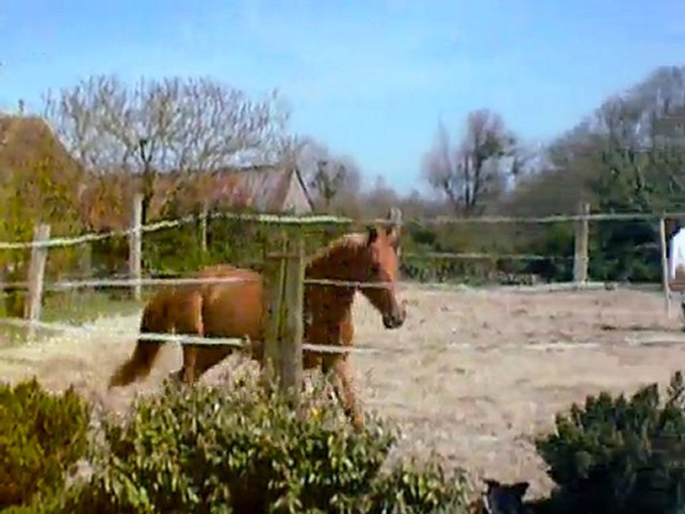 Topaze du laynier / 6.04.11 / Mylord Carthago x Sioux de baugy (4)