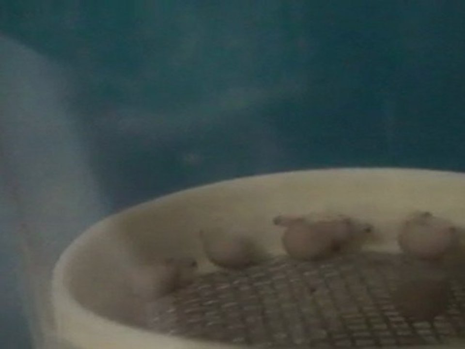 FRONTOSA BLUE ZAİRE KAPAMPA YUMURTALARI 07.04.2011  SAAT: 15:30