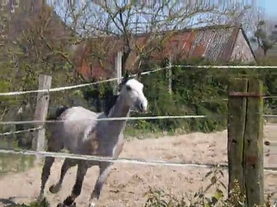 Taylor du lasnier / 6.04.11 / Laurier de here x Hurlevent Pironière (4)