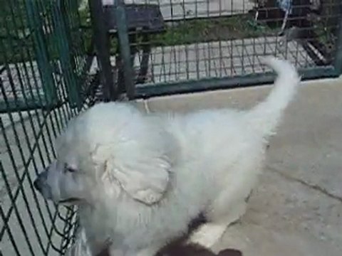 FEMELLE TOUTE BLANCHE MONTAGNE DES PYRENEES DISPONIBLE DE BEROYE x CONDOR