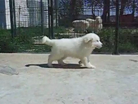 FEMELLE TOUTE BLANCHE MONTAGNE DES PYRENEES DISPONIBLE DE BEROYE x CONDOR