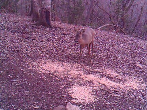chevreuil de jour en camera infrarouge