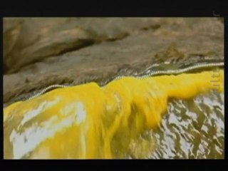 Savage Killer Whale sport: seal football !