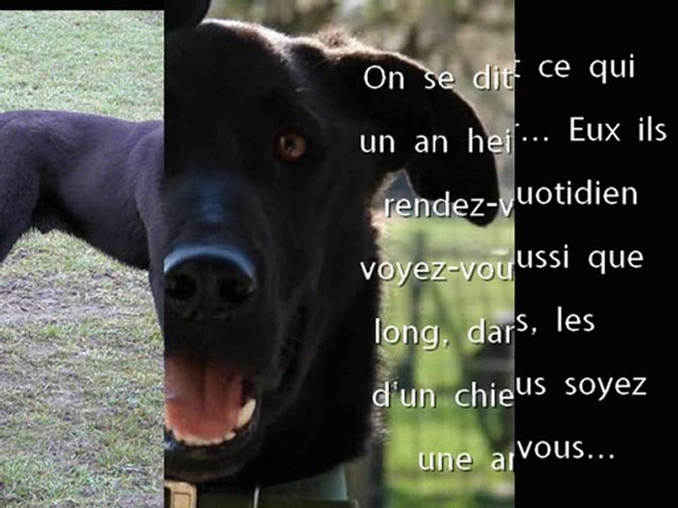 Cash, vous attend au Refuge de Beauregard dans la Nièvre