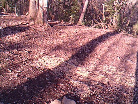 lievres de jour en camera infrarouge