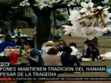 Japoneses mantienen tradición de floración del cerezo