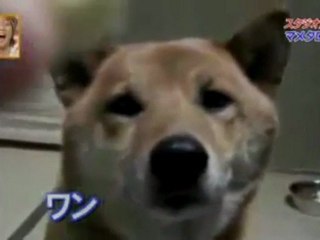 Dog Barks Quieter - Funny Videos at Videobash