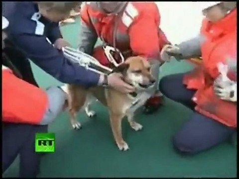 Un chien rescapé du séisme japonais retrouve sa maîtresse