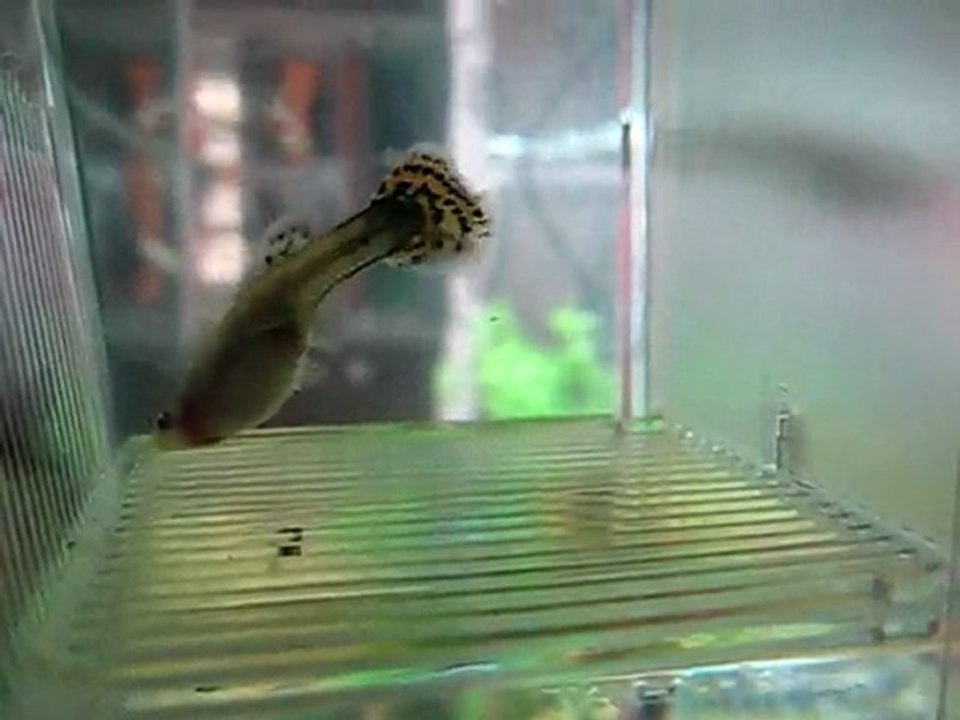 Lapistes Canlı Doğum Ve Bir Yavrunun Anne Tarafından Yenmesi