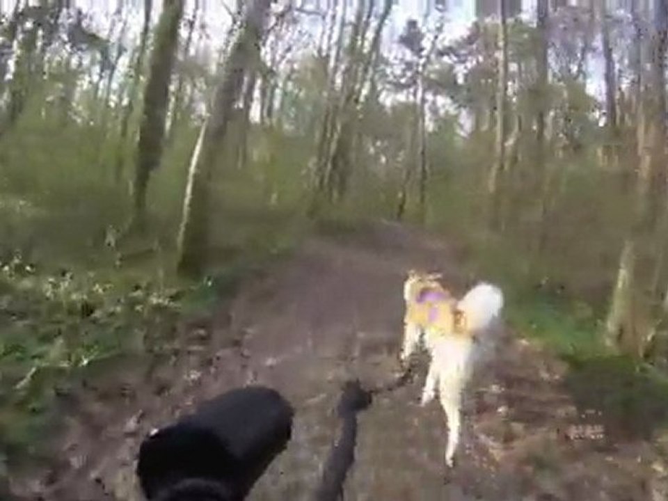 Entraînement Bike-Jörring Bunsai 06 avril 2011