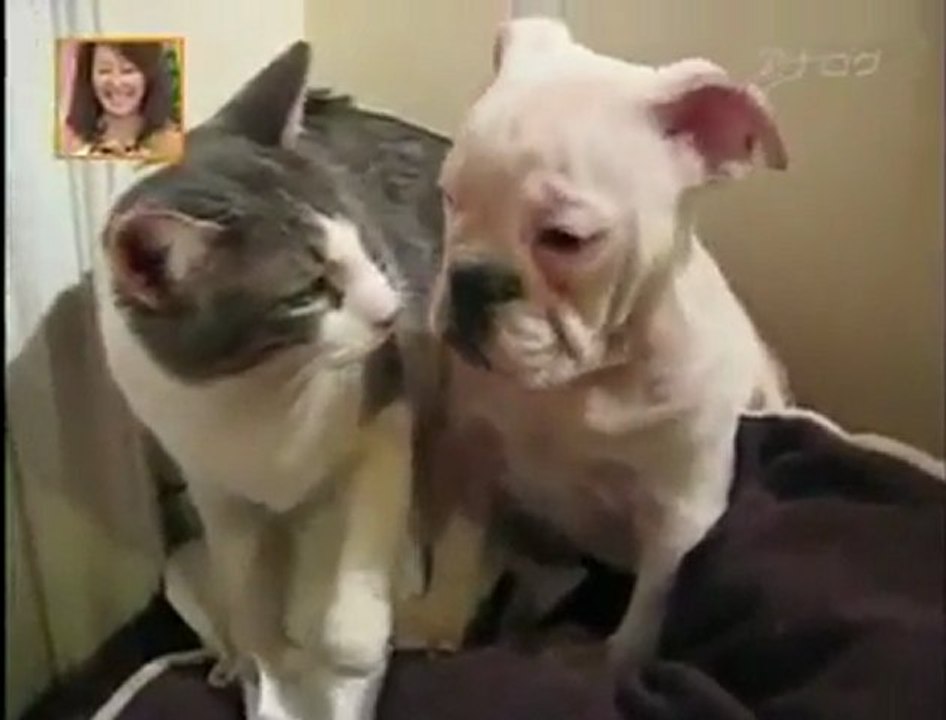 Tyson, le chat qui boxe