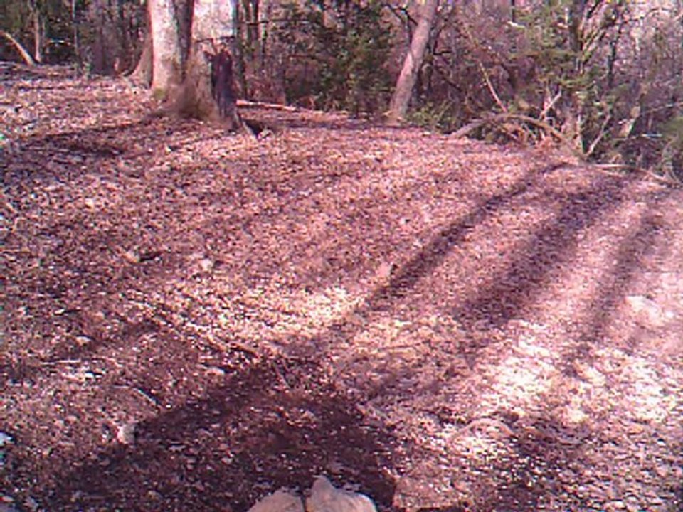 lievre de jour en camera infrarouge 1