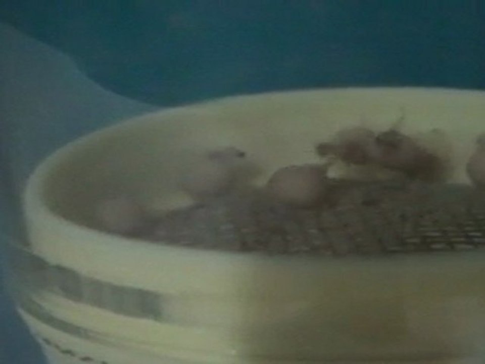 FRONTOSA BLUE ZAİRE KAPAMPA YUMURTALARI 08.04.2011  SAAT: 17.00