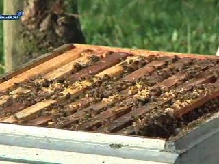 La pollinisation, comment ça marche? (Alsace)