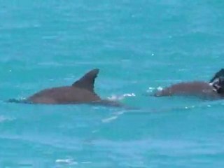 EBATS DES DAUPHINS LIBRES AU LARGE DU GOLFE DU MEXIQUE..(mars 2011).