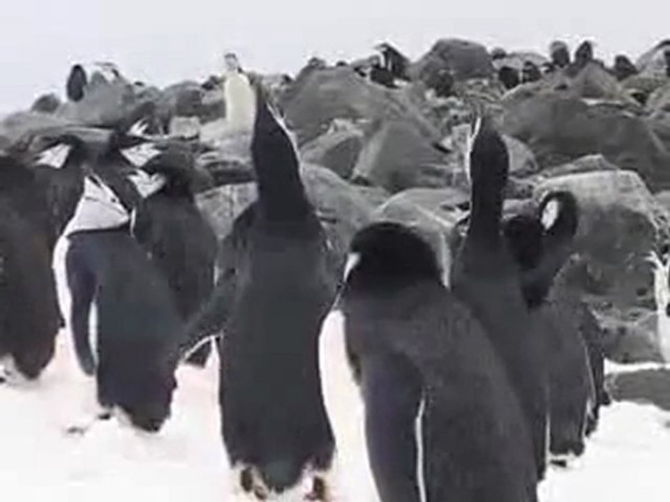 Antarctique, Manchots à jugulaire