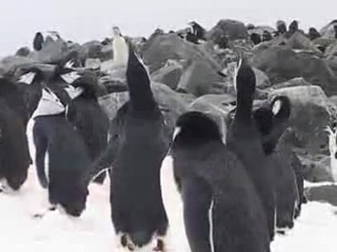 Antarctique, Manchots à jugulaire