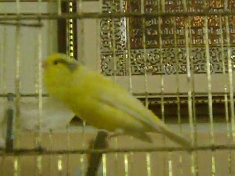 kanarya canari malinois waterslager 53