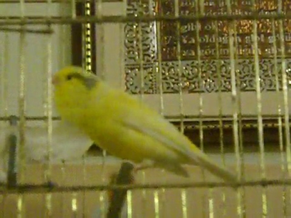 kanarya canari malinois waterslager 53