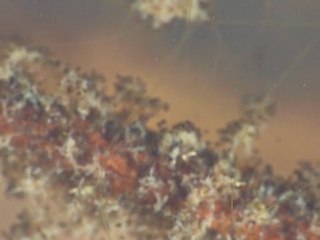 Stentor amethystinum fixé sur utriculaire