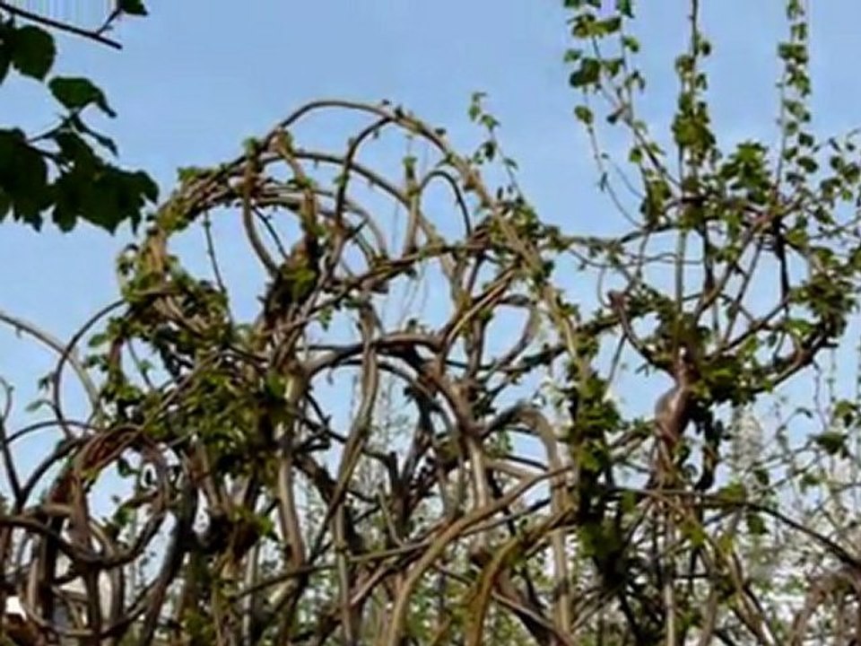 Samedi 2 avril 2011 Sculptures-Vivantes