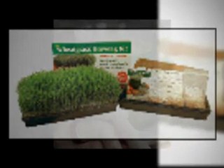 Get your greens during Spring! Try our wheat grass juicers and kits!