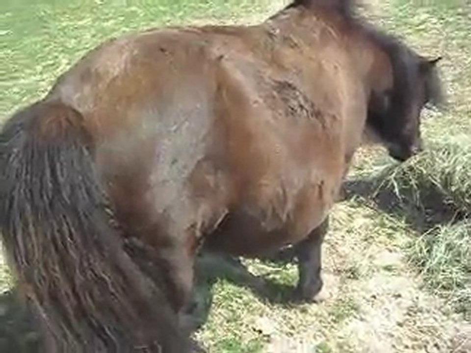 2. Réglisse, pleine de Mustang le 08/04/2011.SDC10505