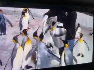 Pingouins a Auckland Kelly's Tarlton