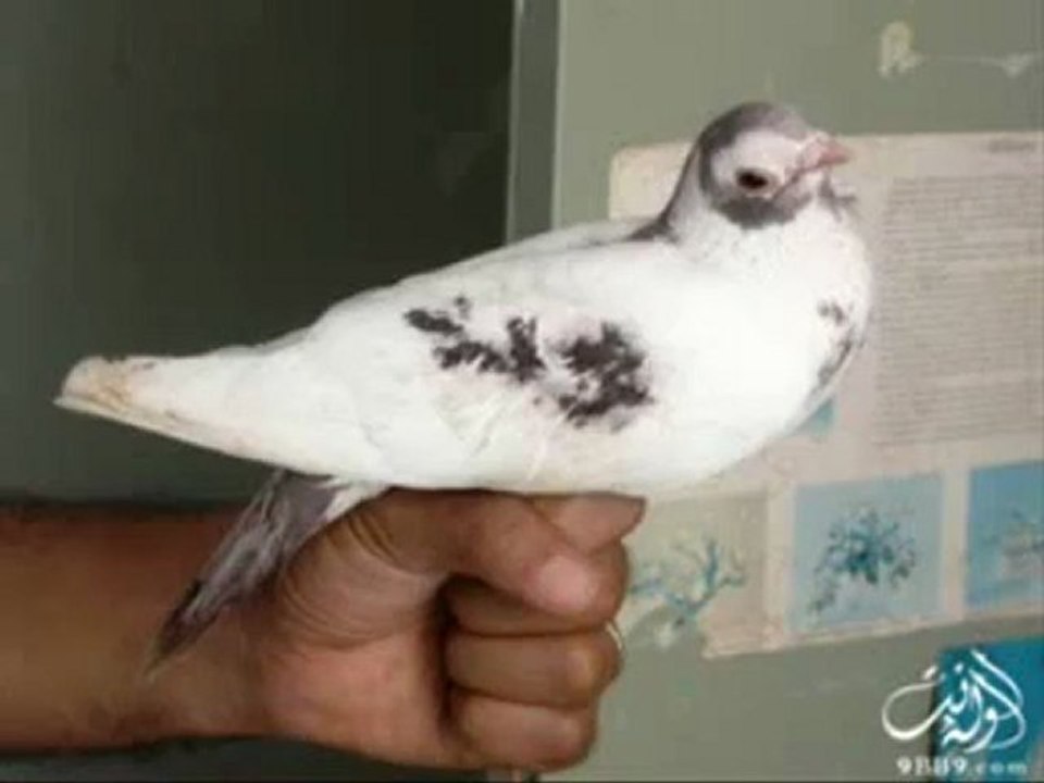 Un oiseau porteur de vérité.....