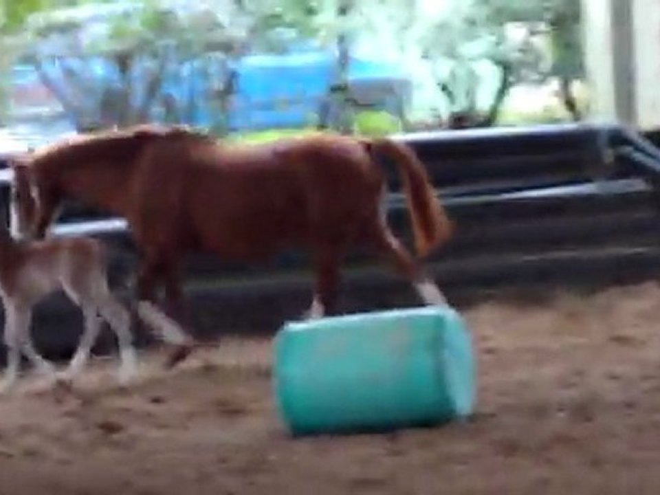 Première foulées de galop
