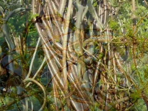 Samedi 2 avril 2011 Sculptures-Vivantes & source